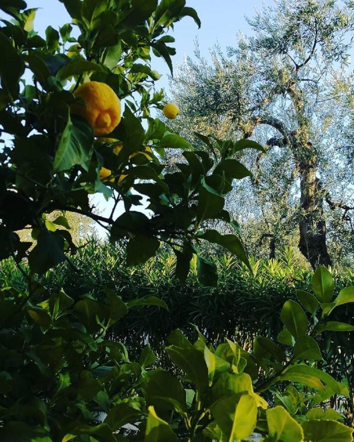 Hotel Il Melograno Mattinata Exteriér fotografie